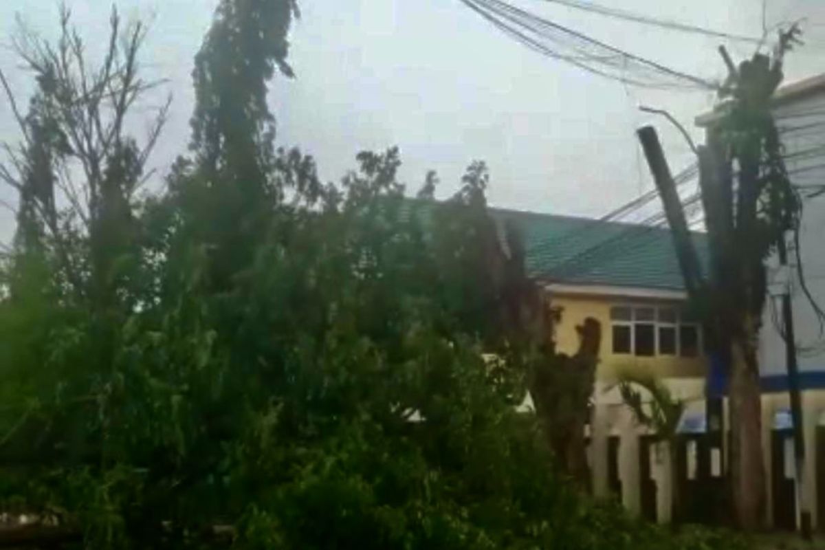 PLN perbaiki 65 saluran listrik akibat pohon roboh di Banjarmasin