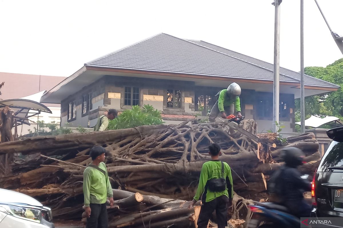 Kasudin Tamhut Jakpus benarkan kabar pohon roboh di Taman Suropati
