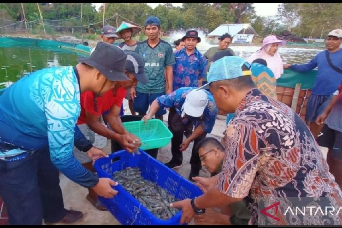 Desa Berdaya Tanjung Rusa Belitung binaan TJSL PLN Babel panen udang vaname