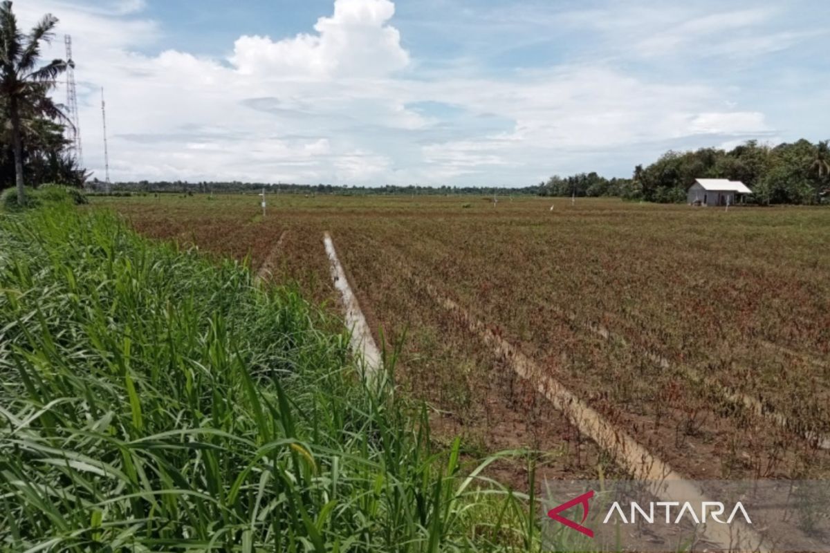 Bantul Siapkan Perda Pengendalian Alih Fungsi Lahan Pertanian - ANTARA ...