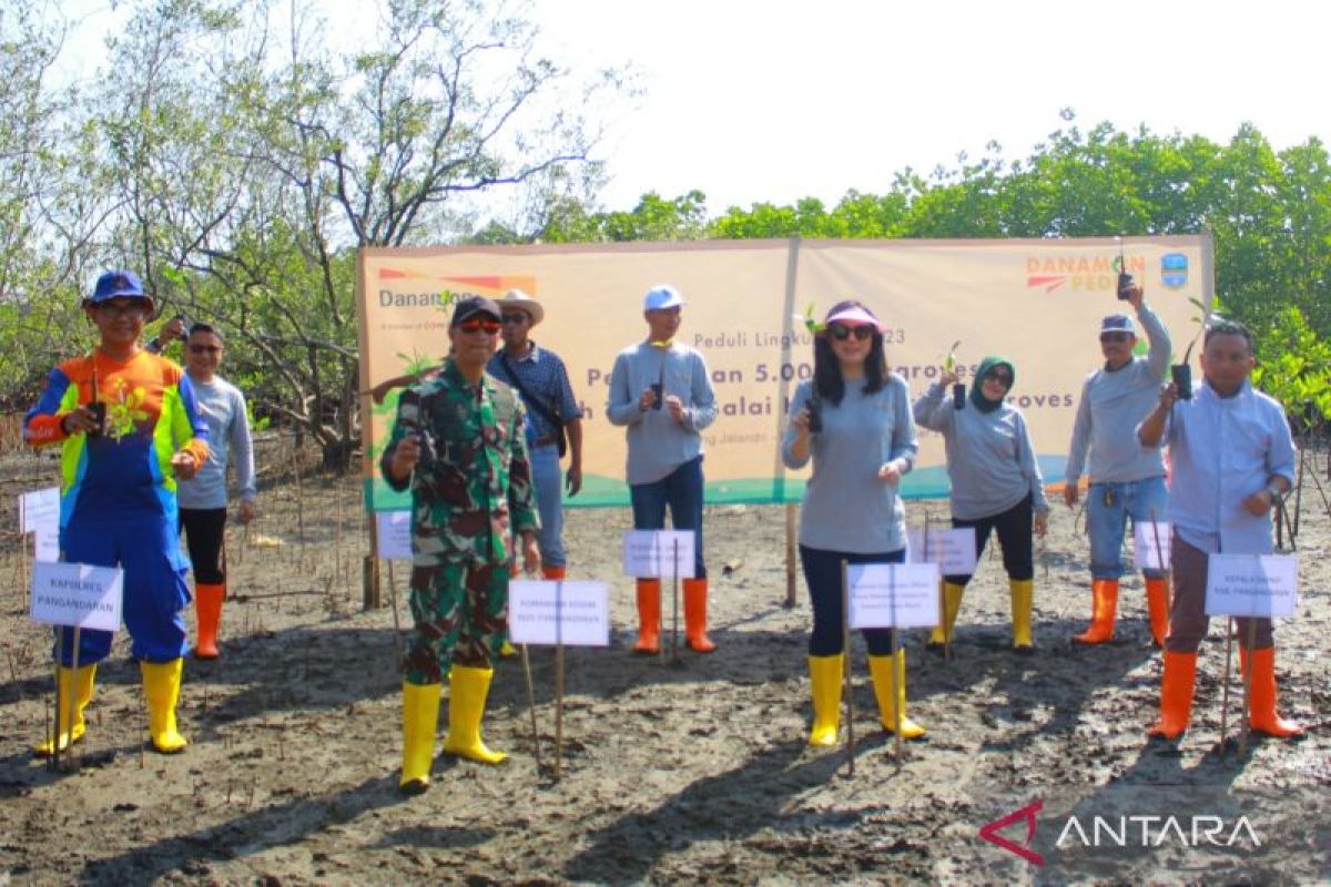 Danamon tanam 5.000 pohon mangrove di Pangandaran