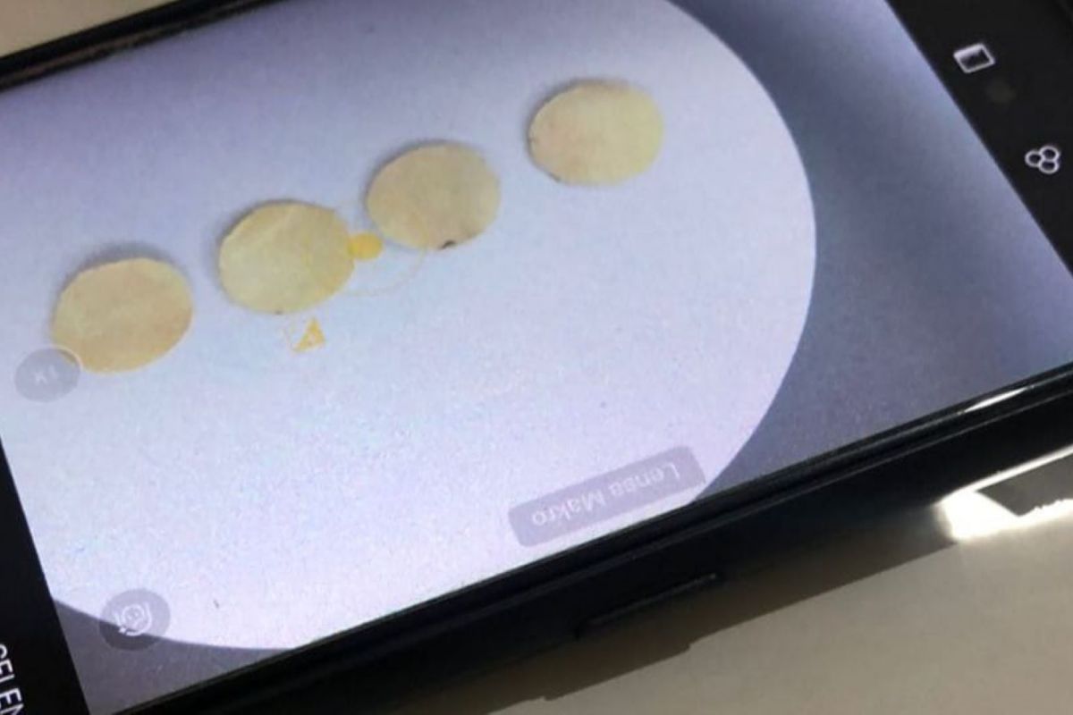 Mahasiswa Unram menemukan pendeteksi merkuri dari kulit buah kepundung