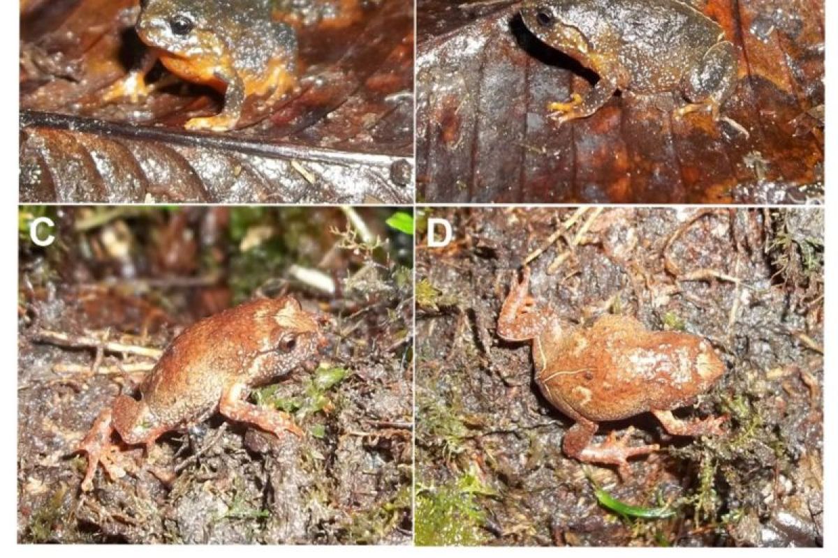 BRIN temukan katak jenis baru endemik Pulau Sulawesi