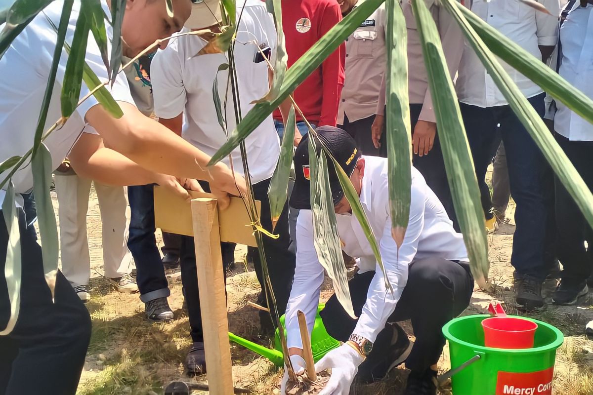 Bupati Sigi: Penanaman bambu di bantaran sungai untuk minimalkan bencana