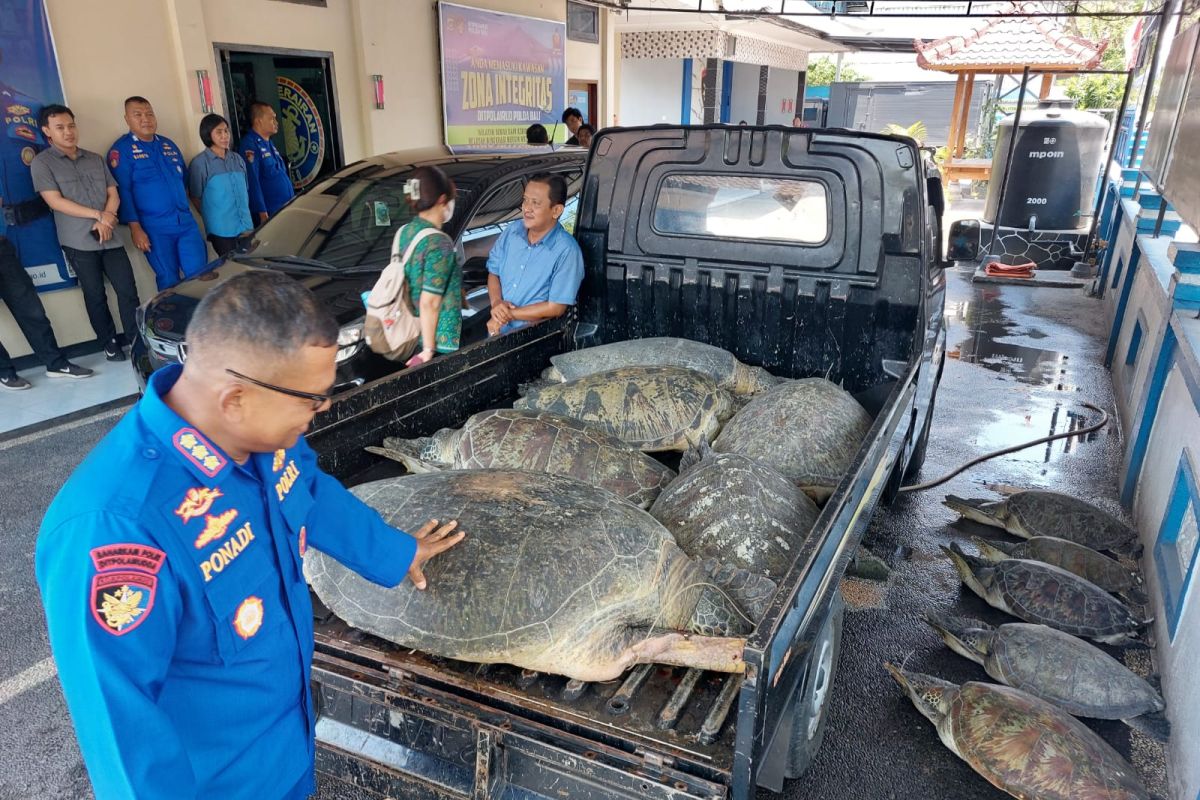 Polda Bali gagalkan penyelundupan penyu hijau di pesisir Gilimanuk