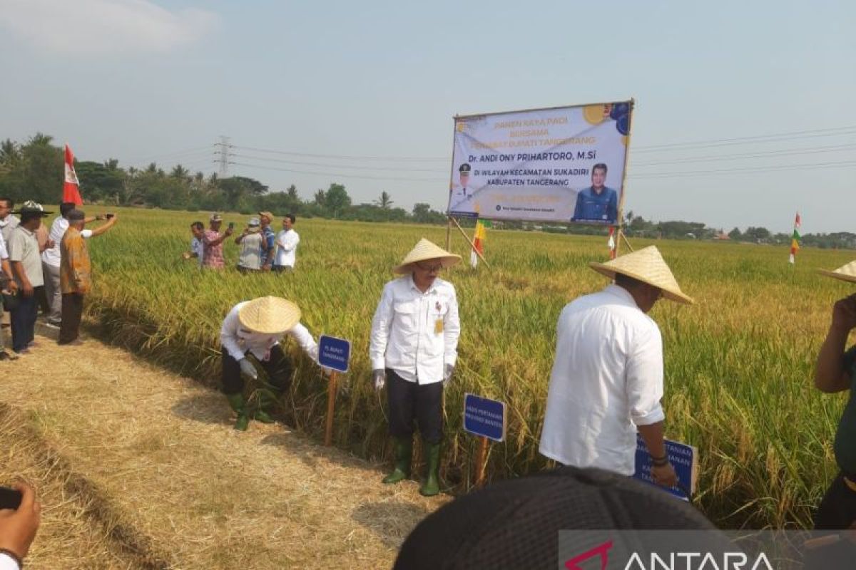 Pemkab Tangerang lakukan panen raya padi seluas 250 hektar