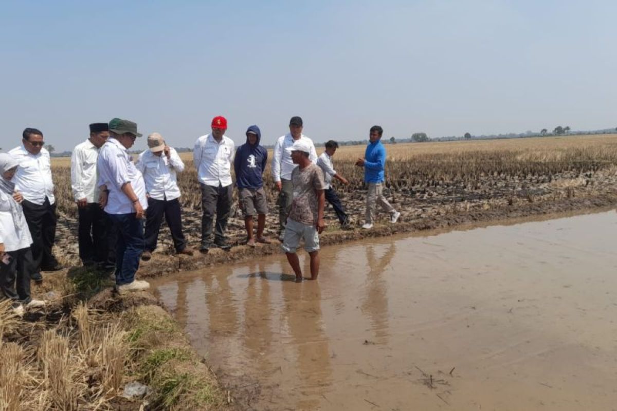Distan Banten jajaki penggunaan benih Biosalin untuk sawah di pesisir