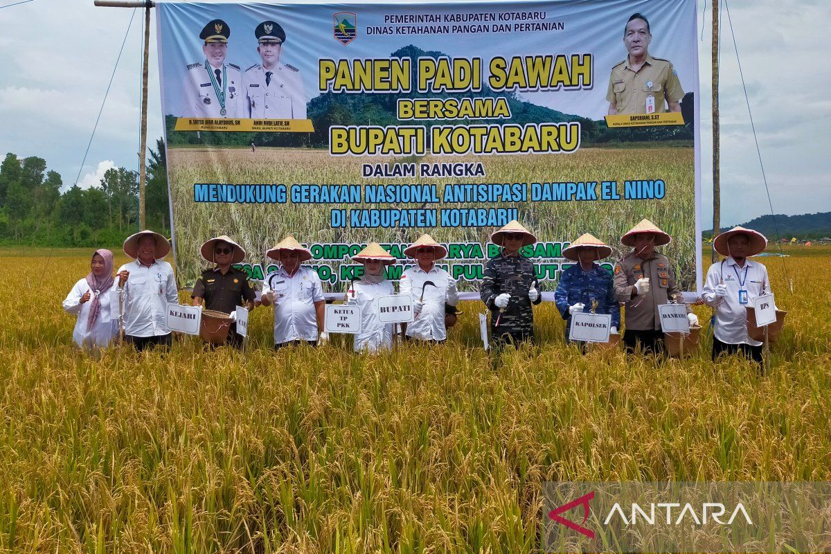 Antisipasi dampak El Nino, petani sukses panen padi sawah