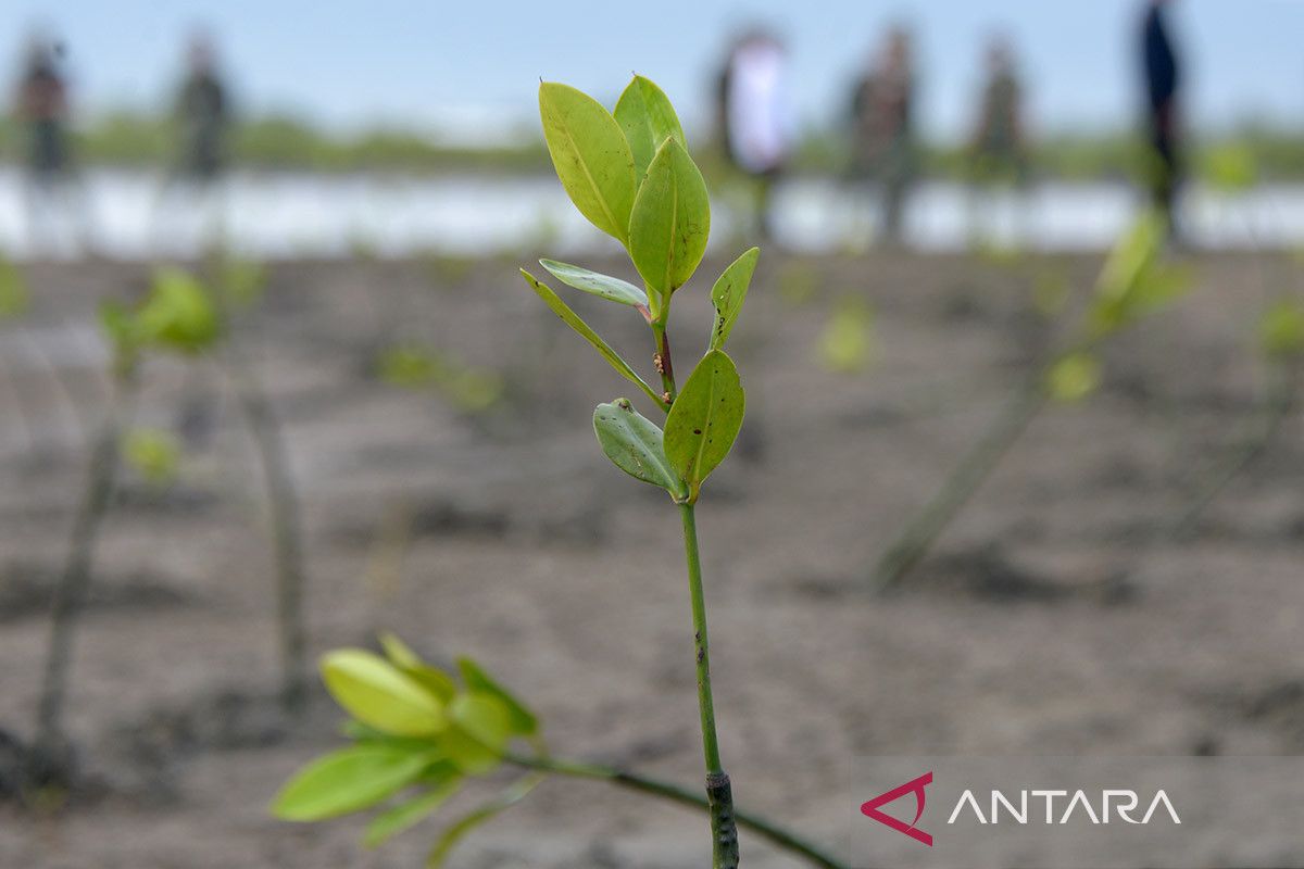 FOTO - Penanaman mangrove untuk pemulihan lingkungan