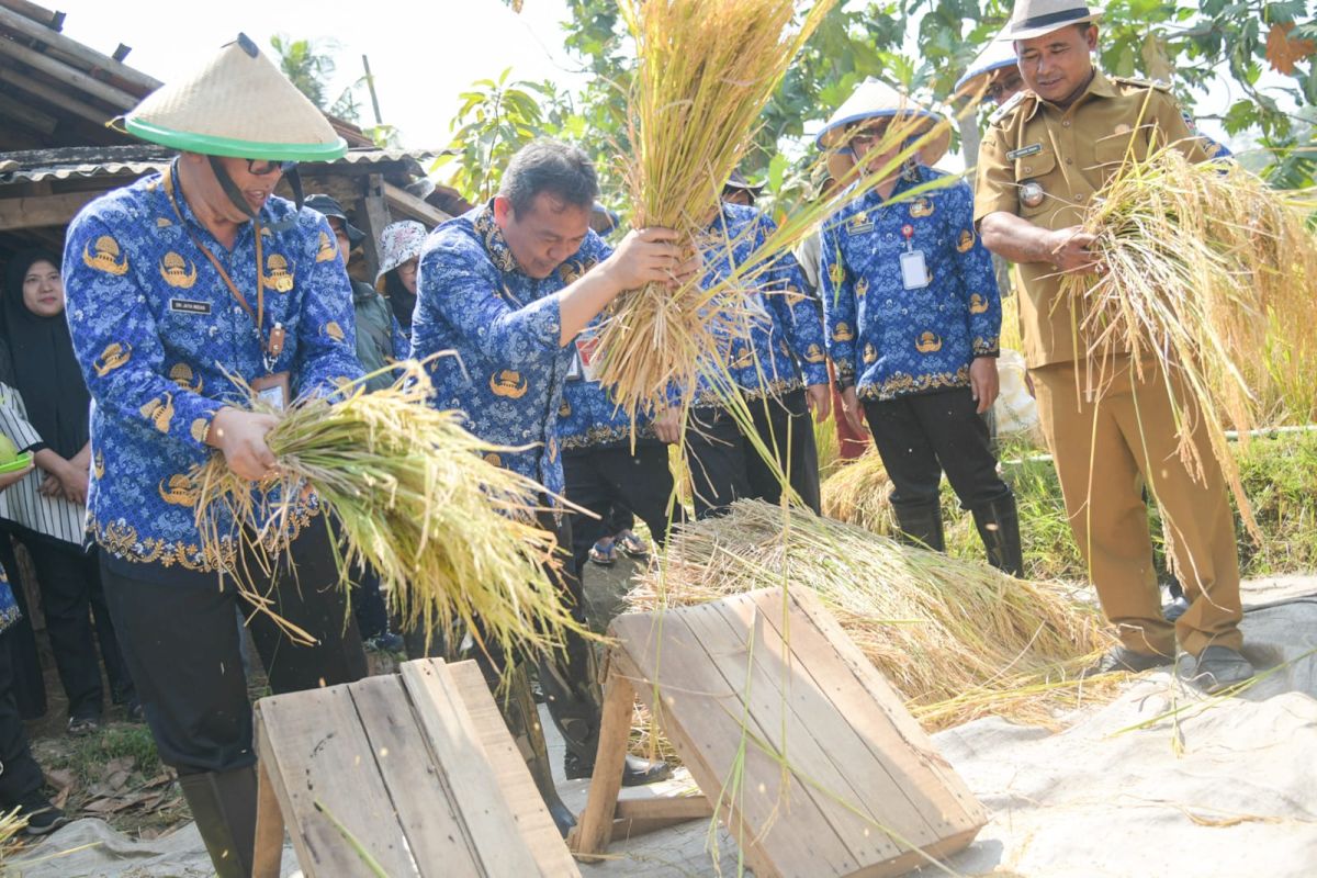Pemkab Purwakarta: Sejumlah kecamatan tetap panen padi meski kemarau 