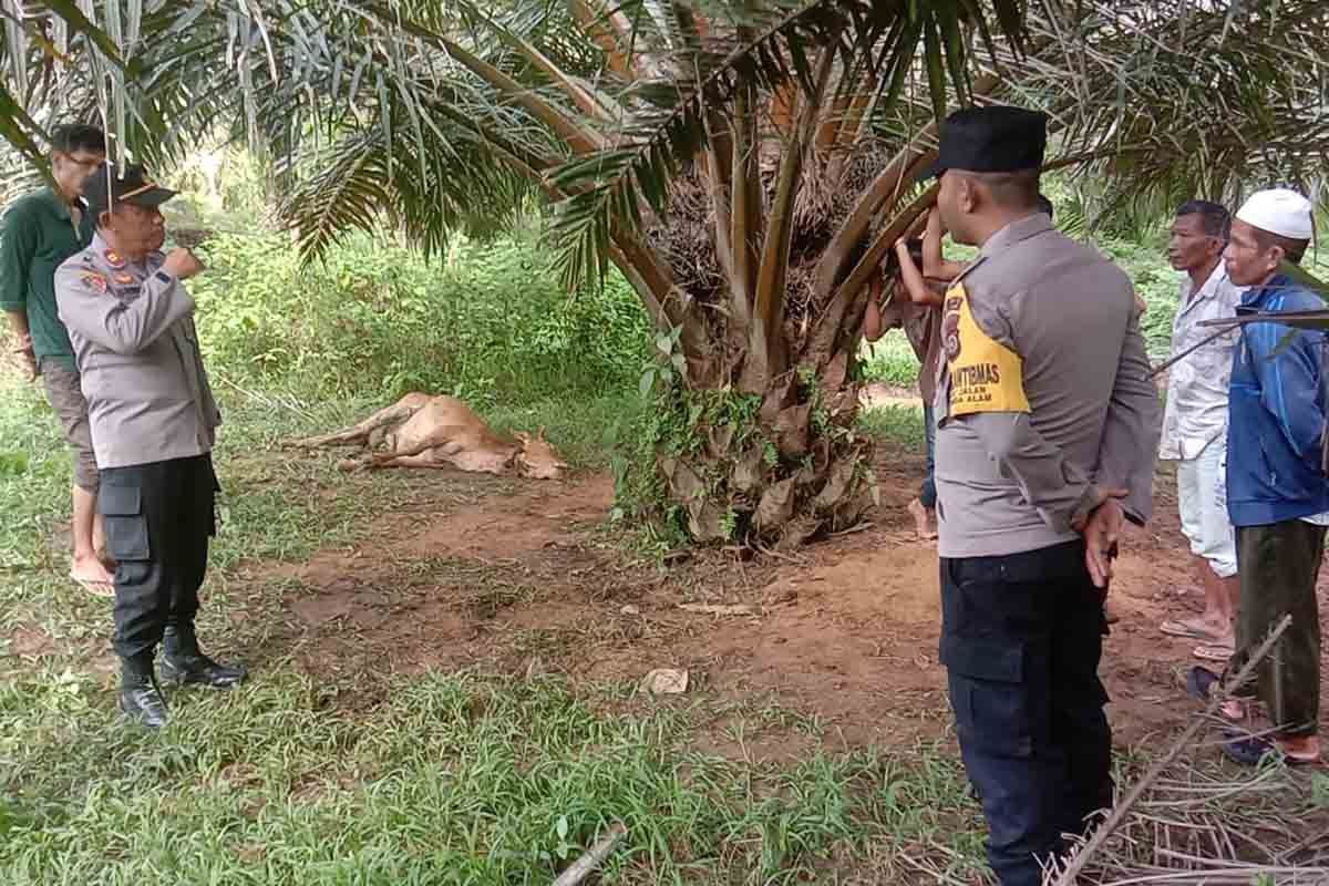 Ternak warga Aceh Timur dimangsa harimau
