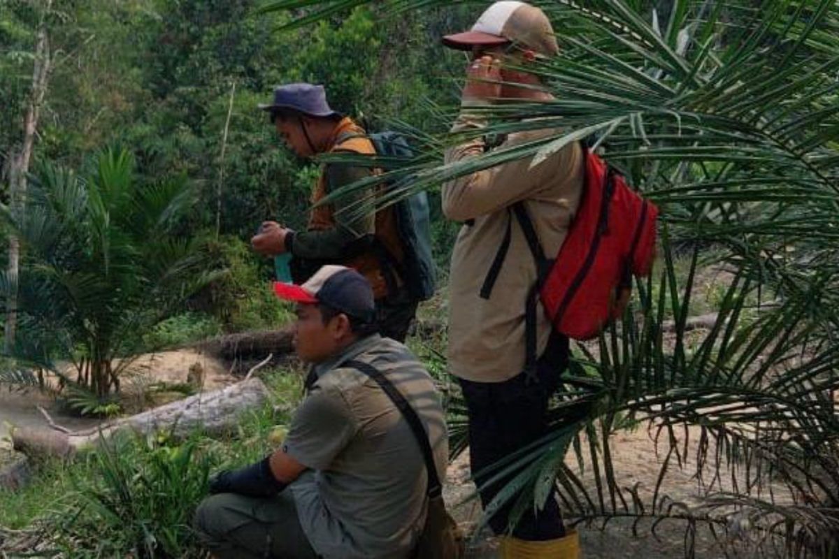 Beruang masuk kebun warga di Kuansing, BBKSDA Riau cek lokasi