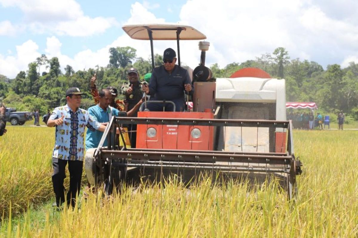 Gubernur dan bupati panen raya padi nutrizinc di Teluk Bintuni