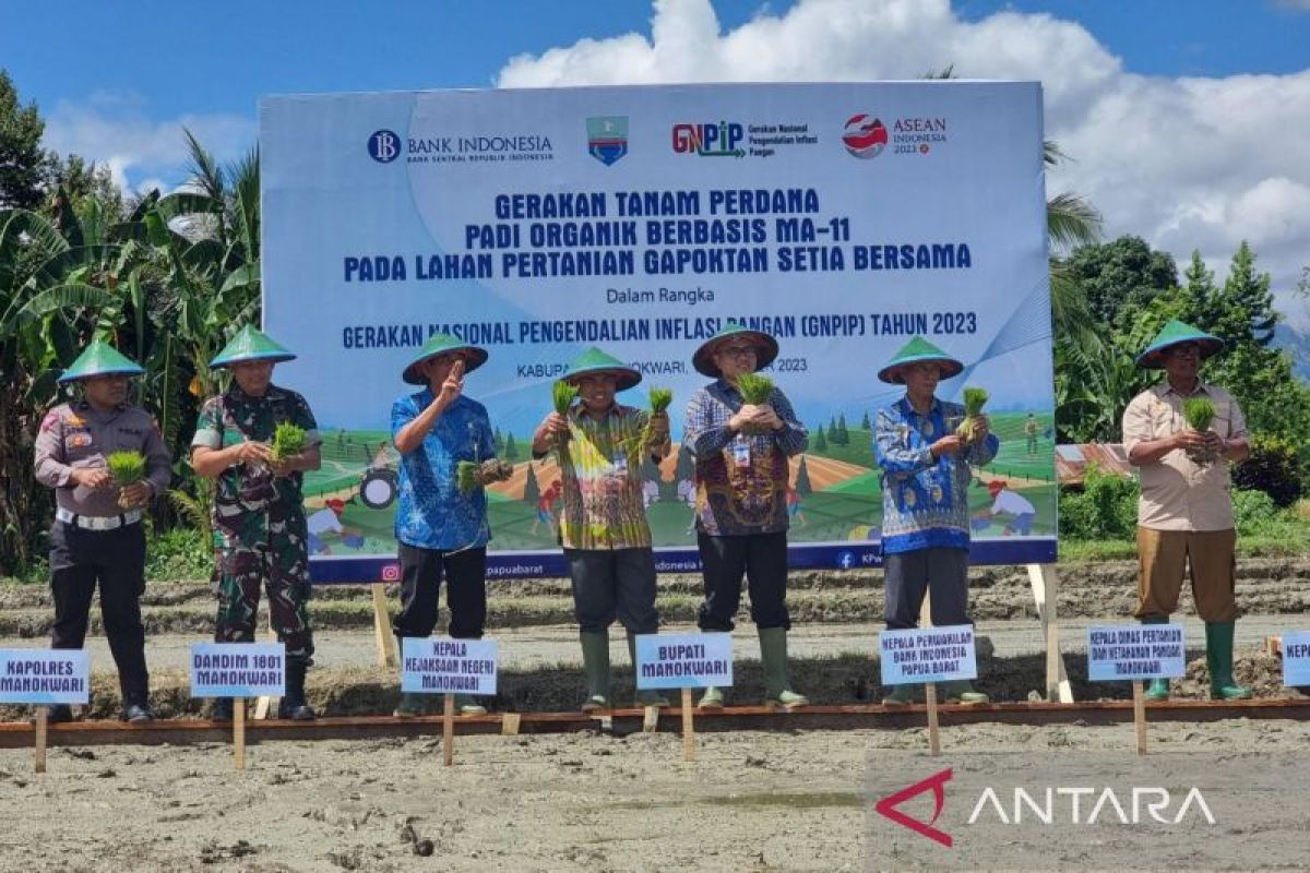 BI inisiasi penggunaan pupuk organik MA-11 untuk tanaman padi di Manokwari