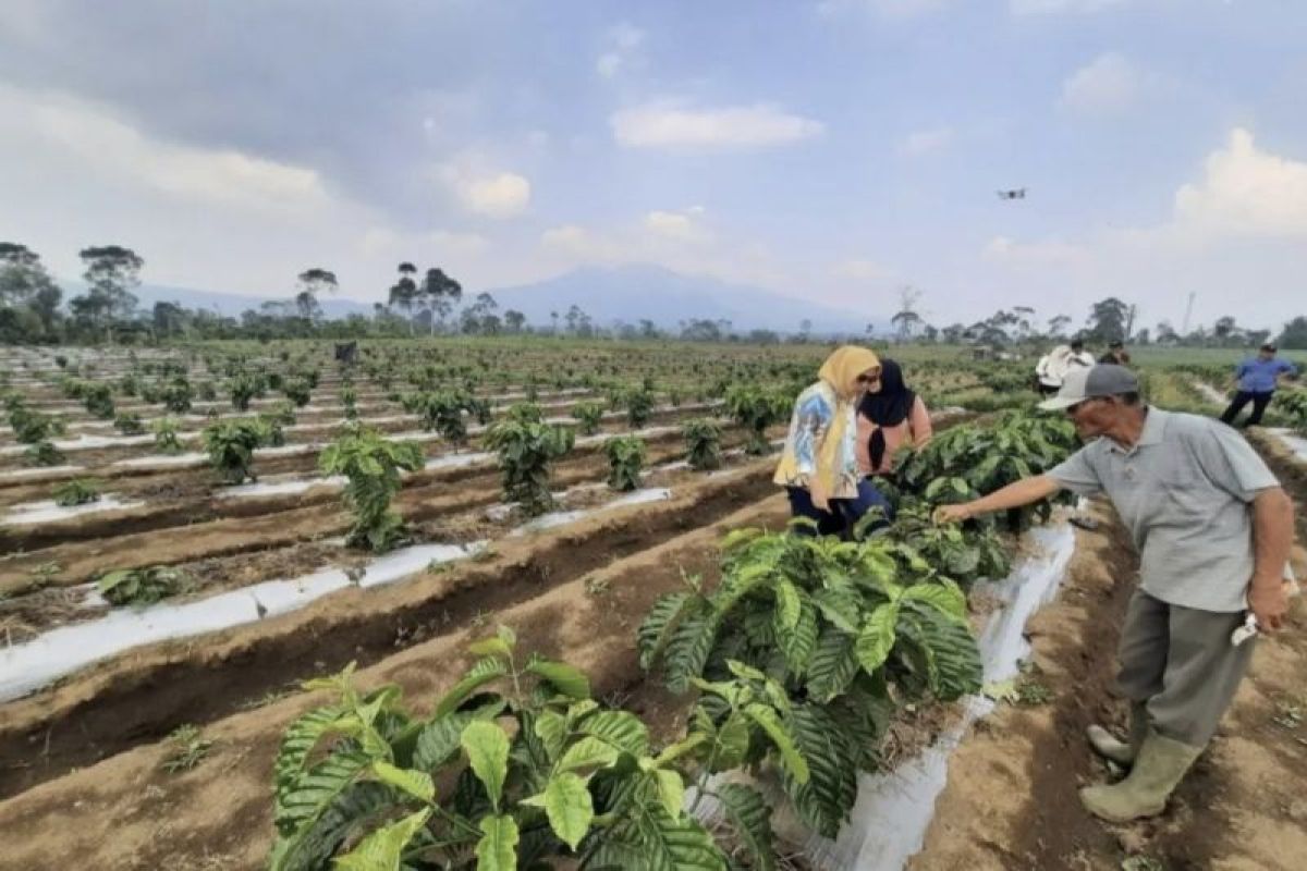 Hasil Panen Petani Kopi di Lampung Meningkat 3 Kali Lipat