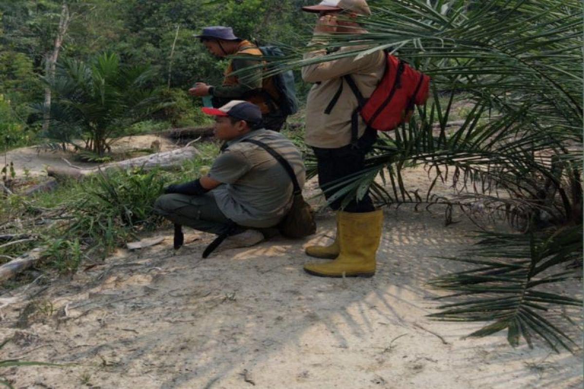 BBKSDA Riau pantau kemunculan beruang di kebun warga Kuansing