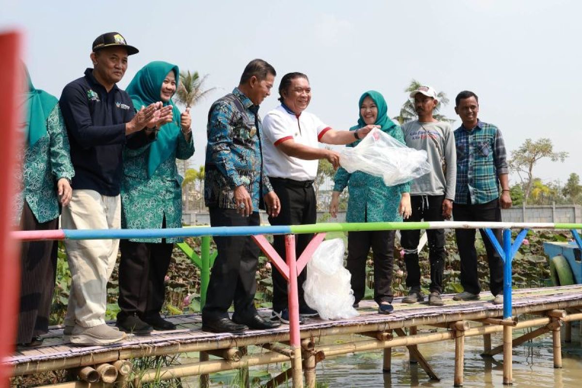 Gubernur Banten tebar 1.000 benih ikan nila guna perkuat Gemarikan