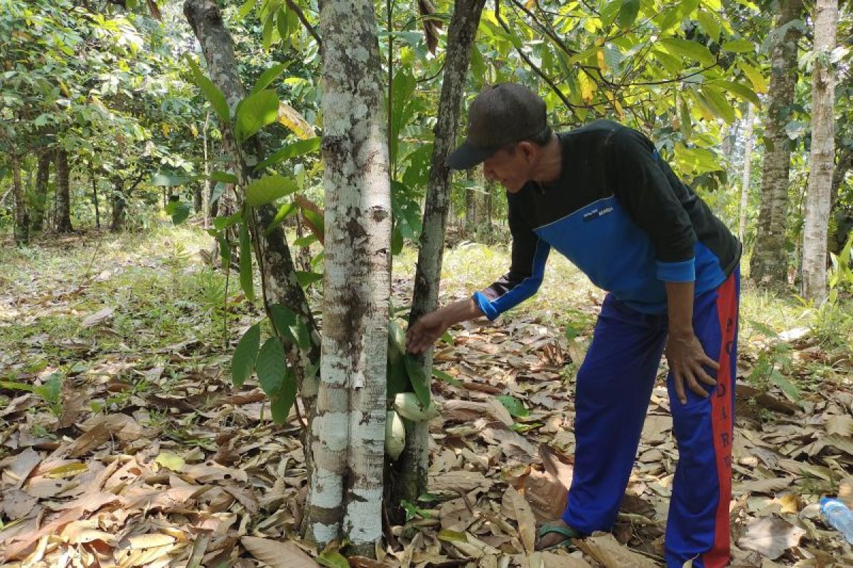 Dishut Lampung: 91.114 petani manfaatkan skema perhutanan sosial