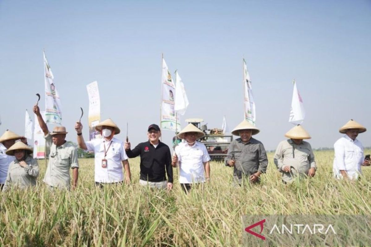 NFA bangun pilot project ekosistem beras perkuat cadangan pangan