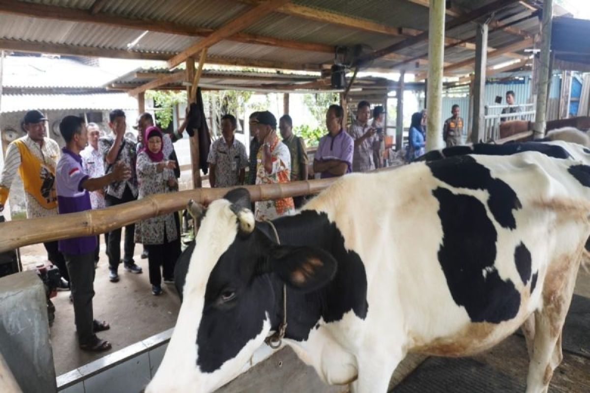 Batang lakukan pendampingan peternak sapi perah cukupi kebutuhan susu