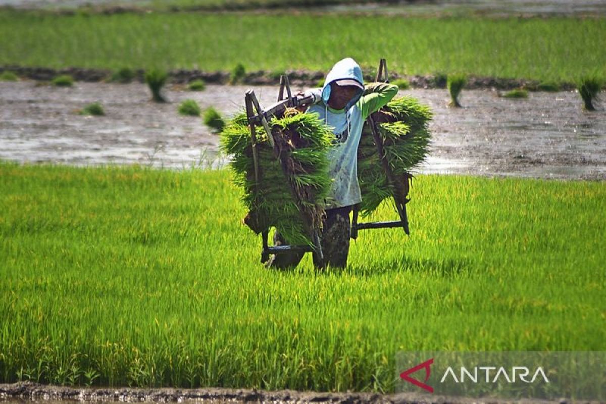 Kejar produksi 35 juta ton beras 2024, Kementan bangun sistem benih