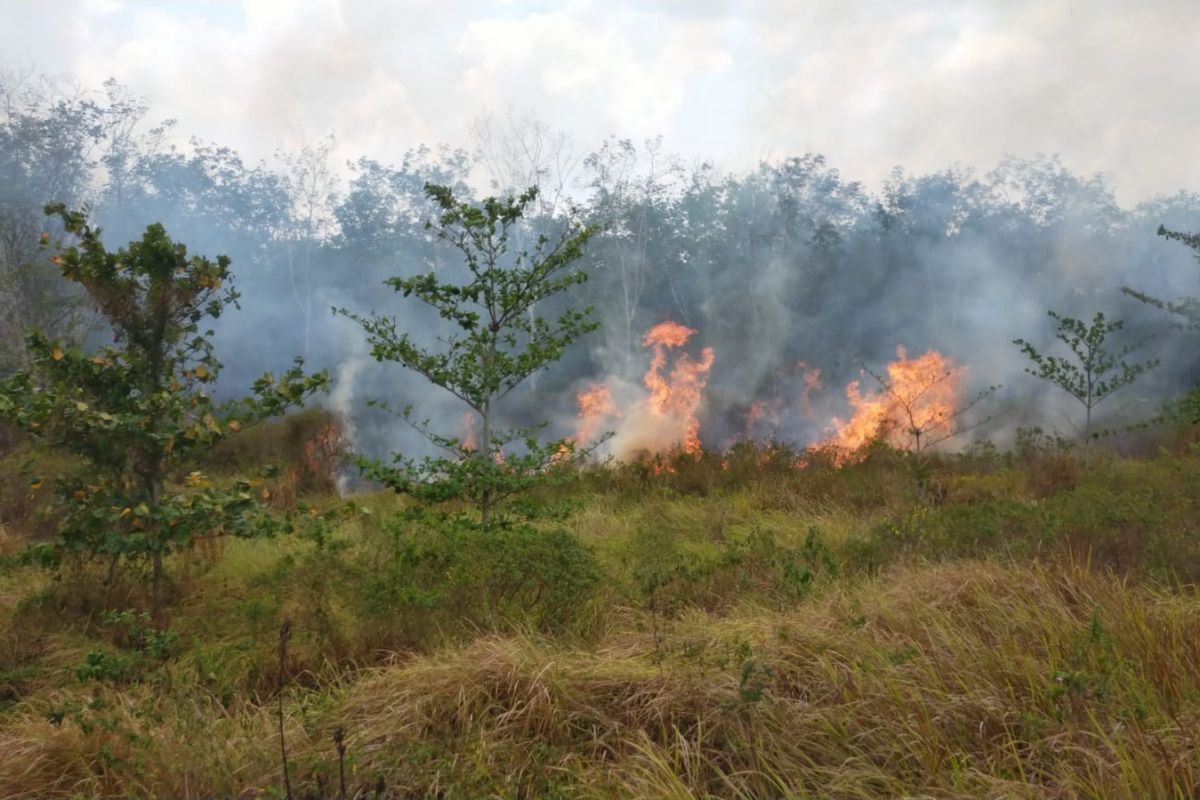Lahan PTPN di Lampung terbakar