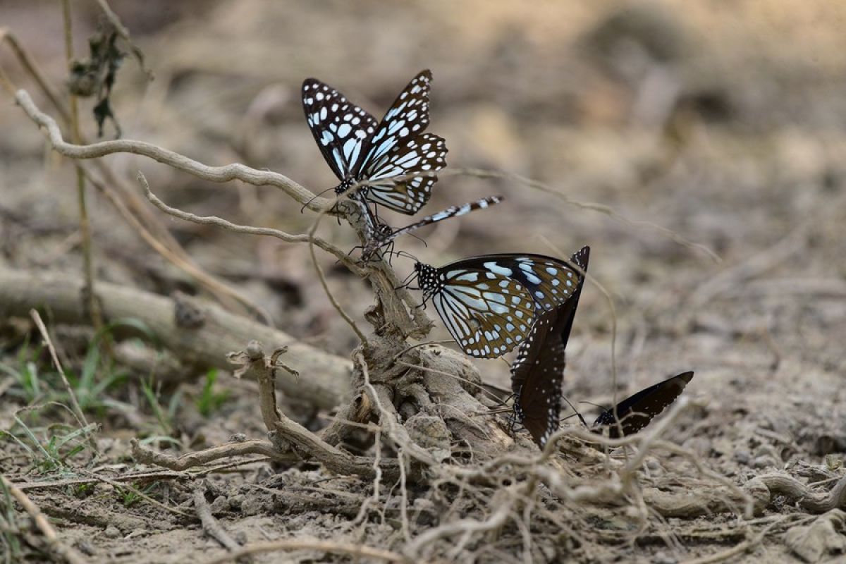 Album Asia: Pesona kupu-kupu di Assam, India