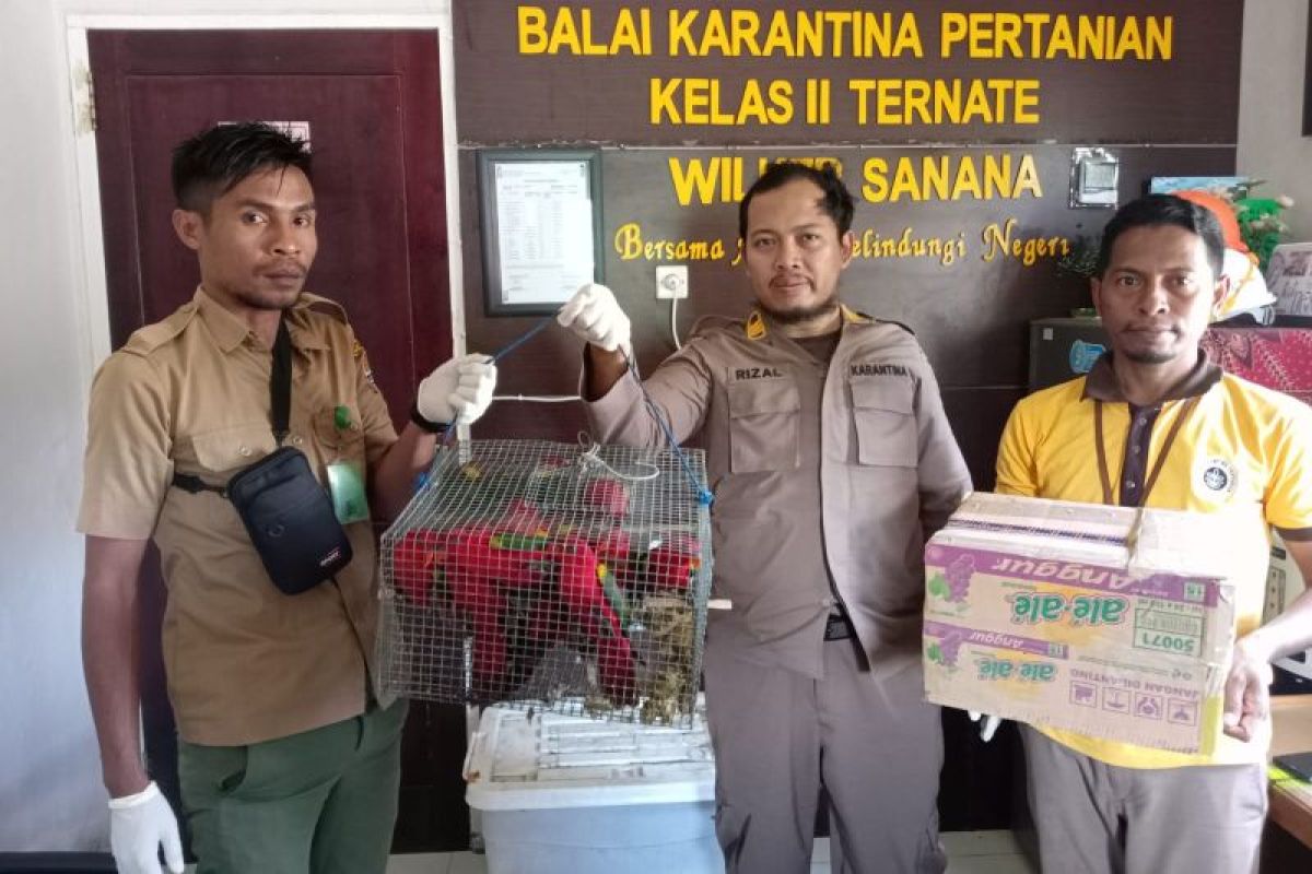 Balai Karantina Ternate amankan puluhan burung nuri diselundupkan ke Sulteng