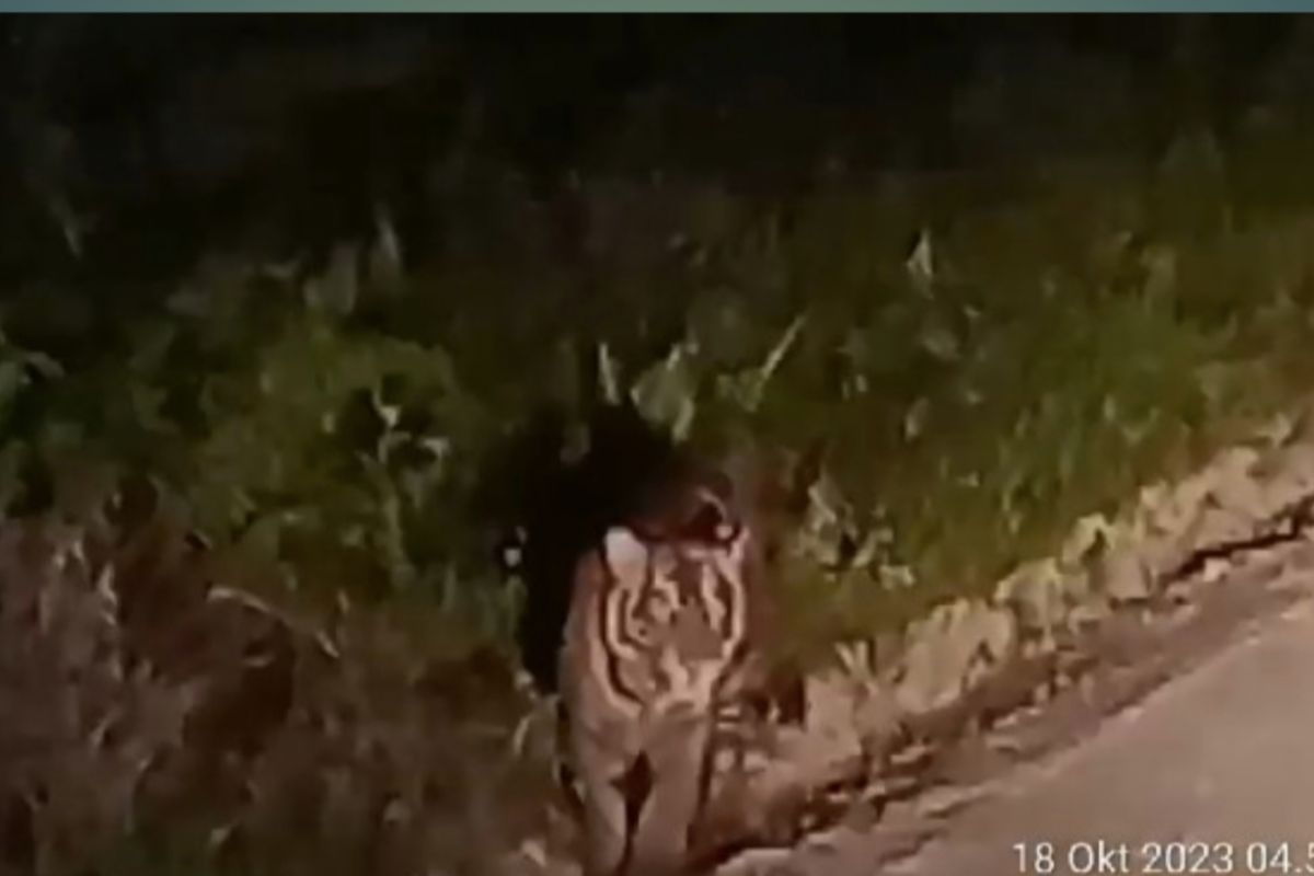 BBKSDA Riau pasang kamera jebakan tanggapi kemunculan harimau Sumatera