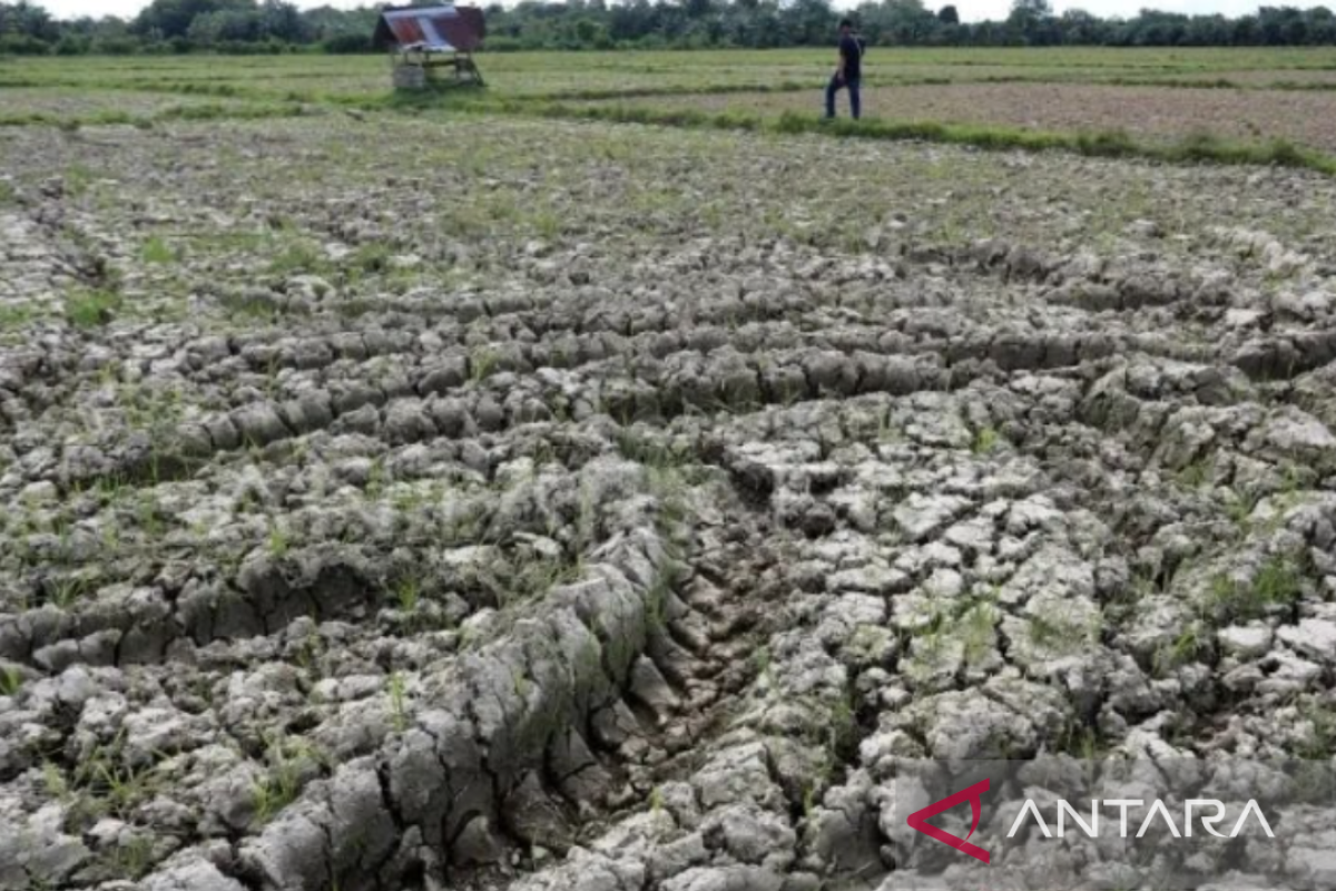 Ratusan hektare sawah di Karawang kekeringan akibat pendangkalan saluran irigasi