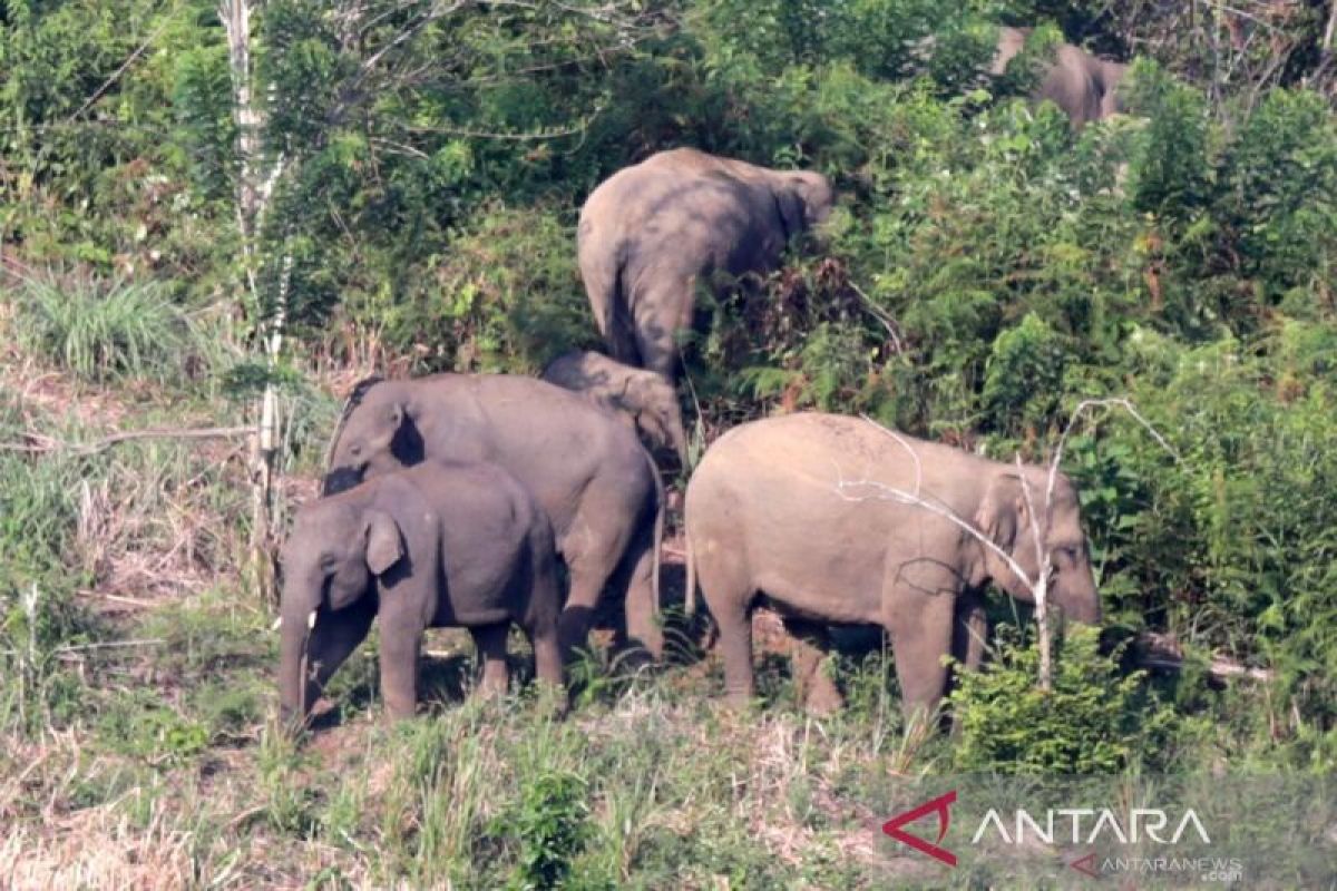 Habitat gajah sumatera terbanyak di Jambi ada di kabupate Tebo