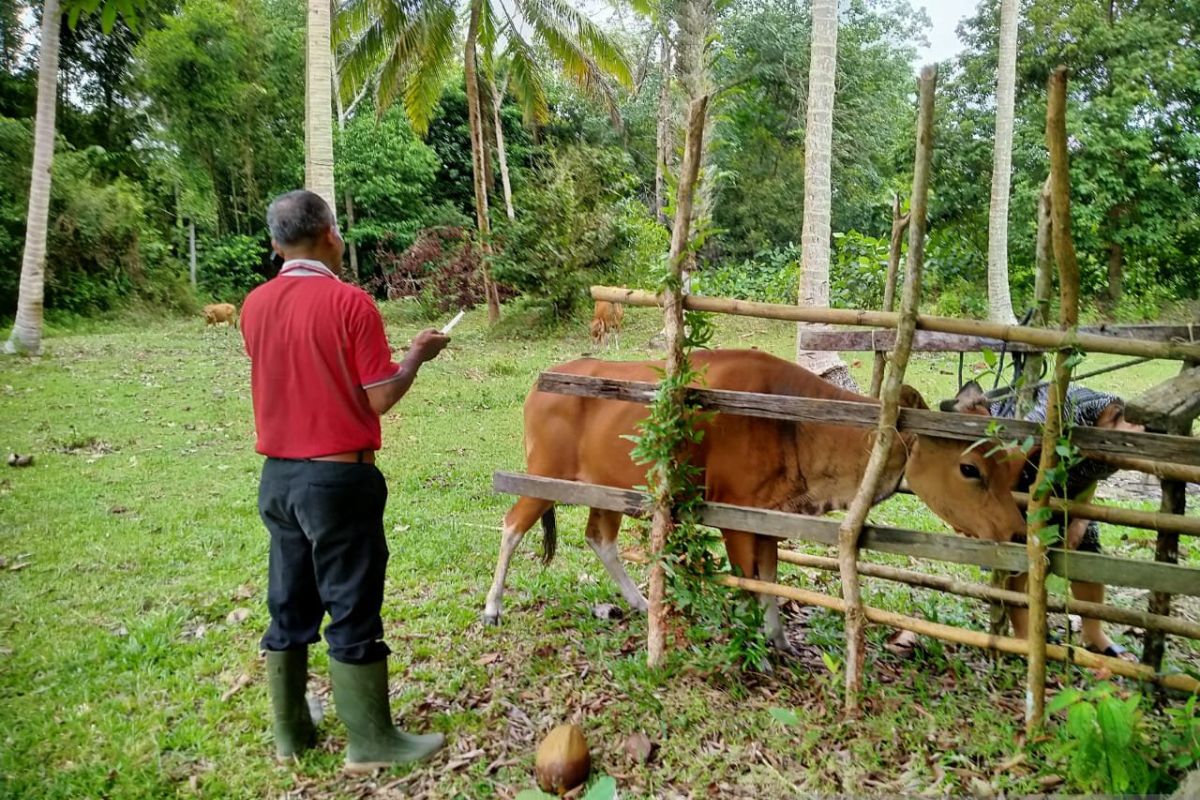 Pemkab Natuna terima dana alokasi khusus untuk mengobati ternak warga