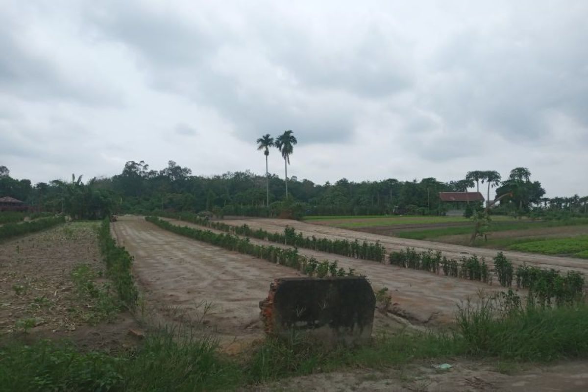 Petani sayur di Pekanbaru terdampak cuaca ekstrem