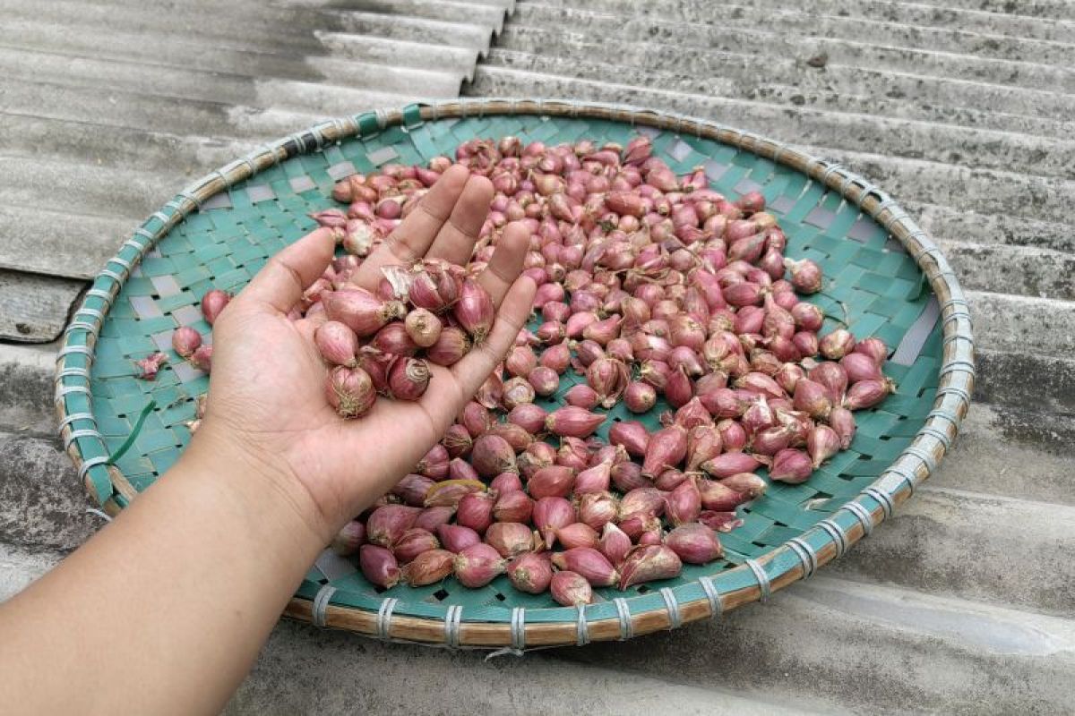 BRIN ingatkan petani tentang dampak buruk pestisida bagi bawang merah