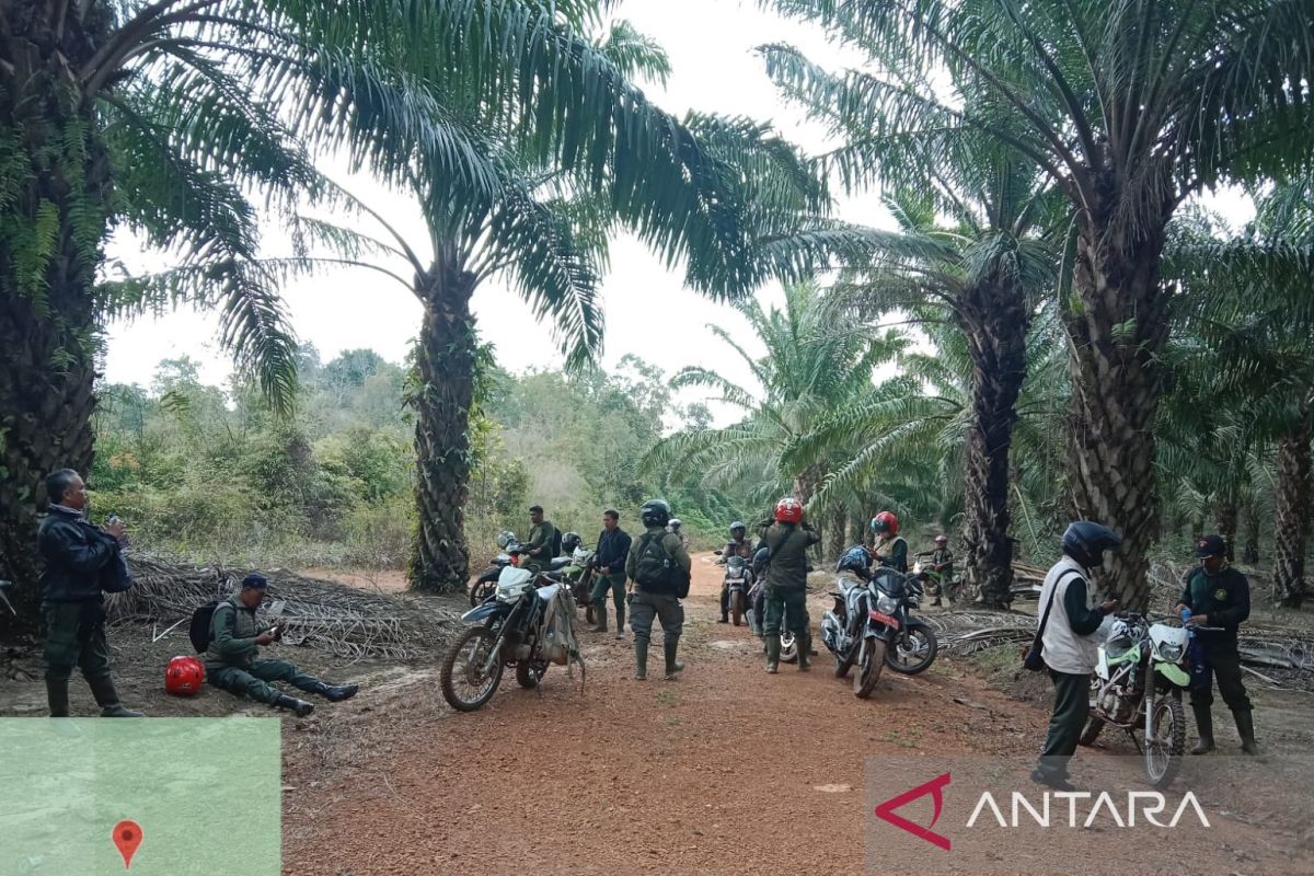 Polhut Belitung patroli gabungan cegah penebangan liar