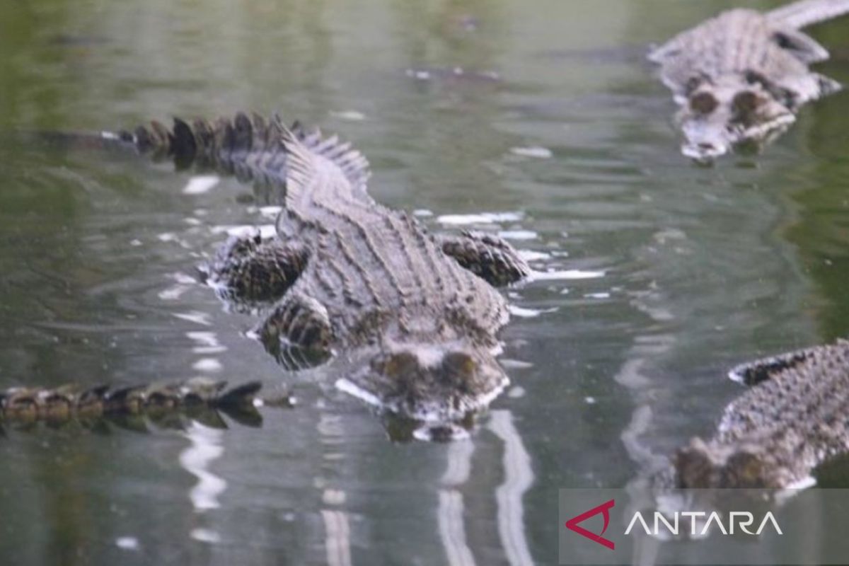 Pj Gubernur Kaltim janji carikan solusi untuk  habitat buaya Riska