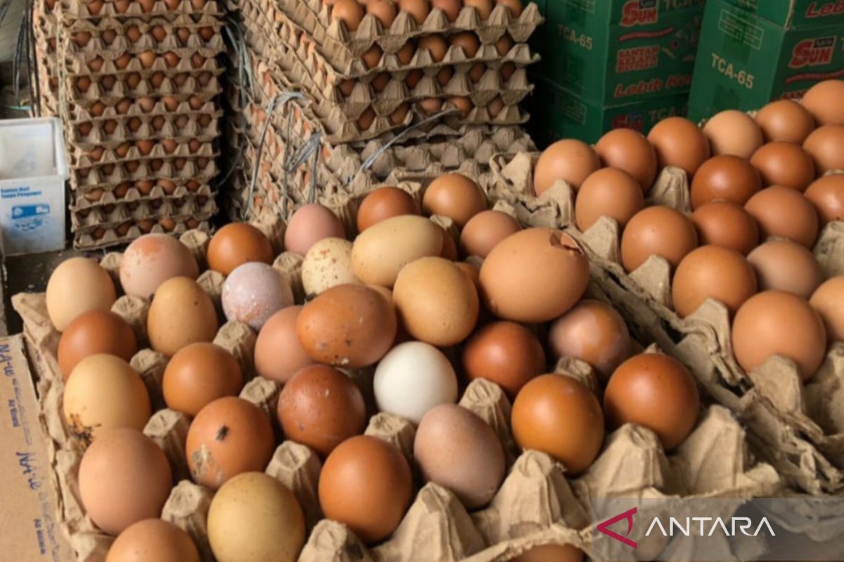 Harga telur ayam pekan ini alami penurunan di Banda Aceh