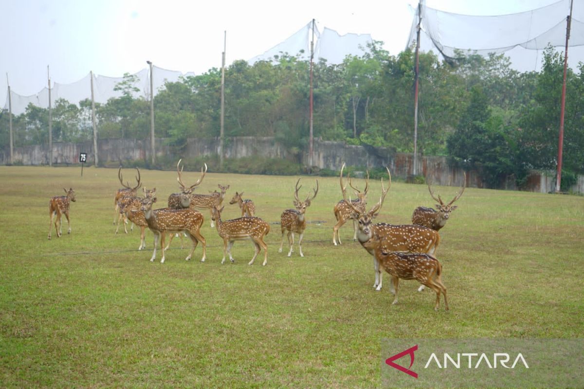 Perusahaan perkebunan berhasil kembangbiakkan rusa tutul