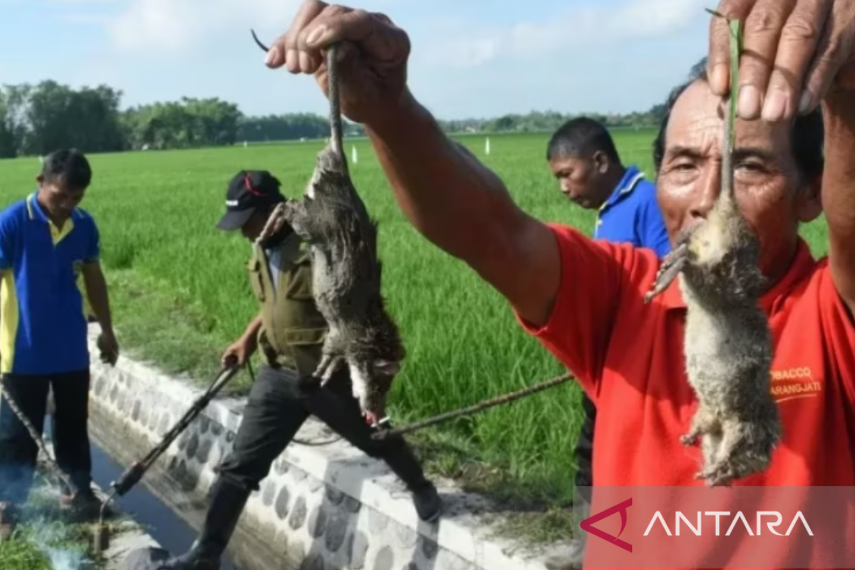 Hama tikus menyerang sawah seluas 457 hektare di Karawang