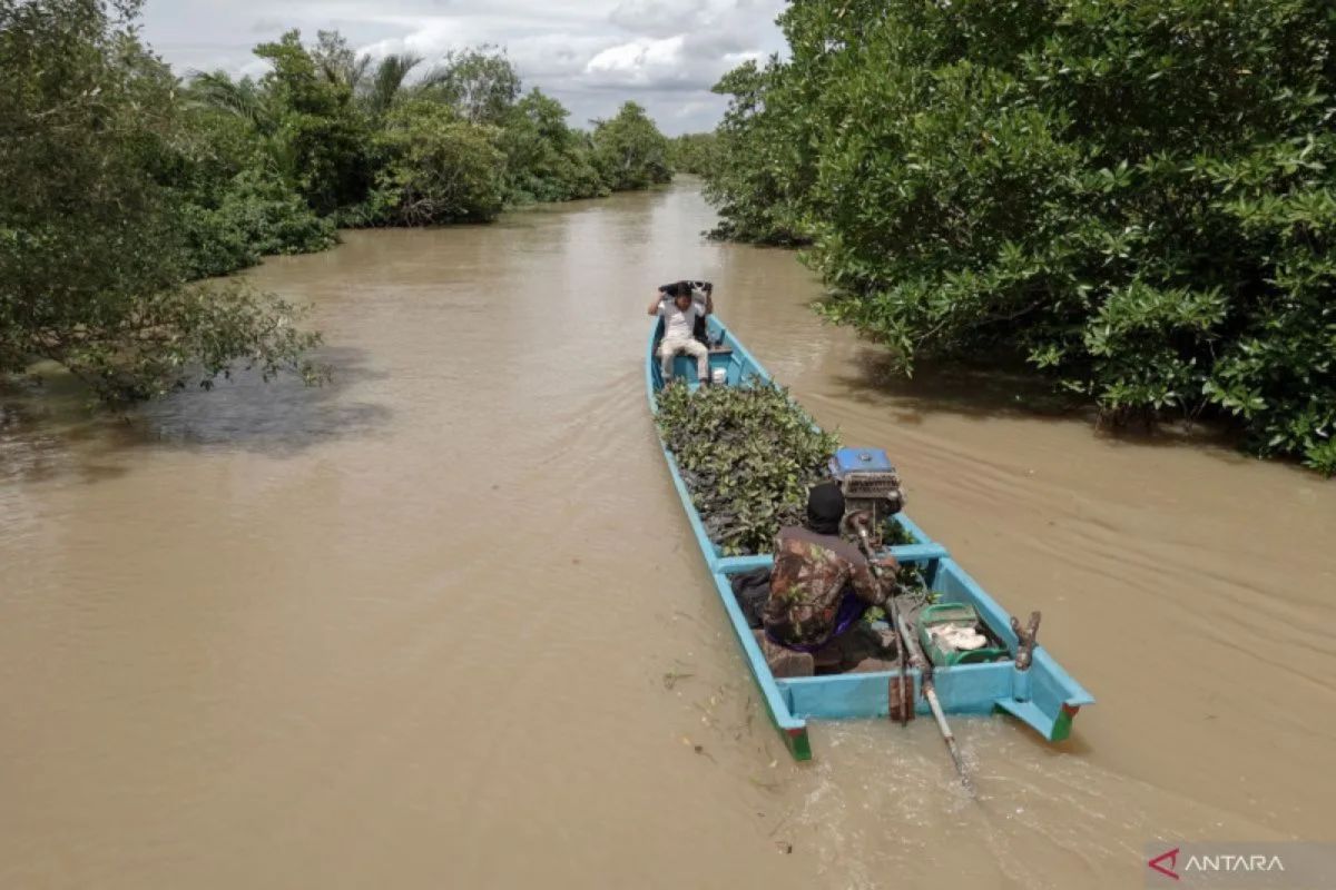 Pemerintah rehabilitasi 59 ribu hektare mangrove