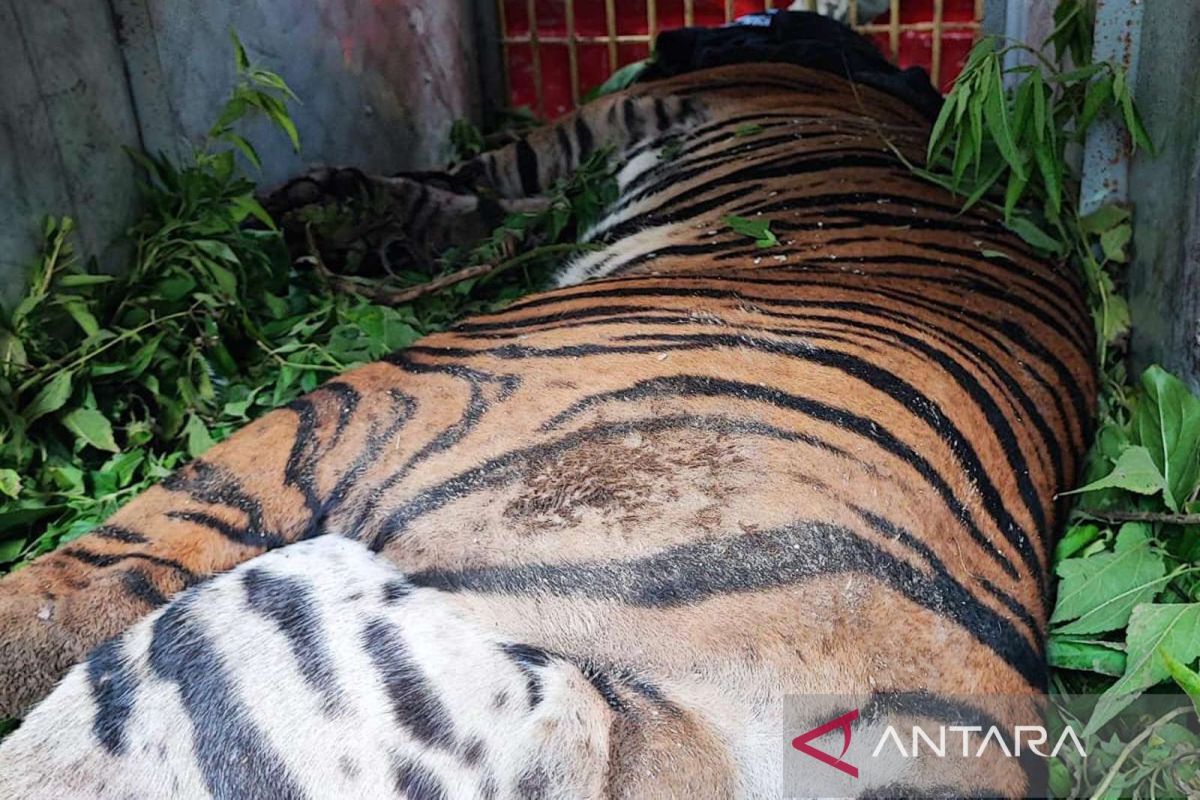 Balai Besar KSDA Sumut  selamatkan harimau Sumatera  terkena jerat