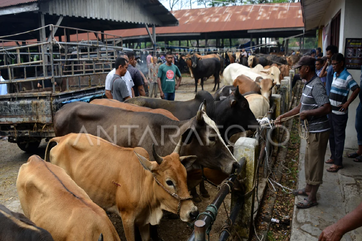Disnak upayakan dua daerah jadi percontohan pengembangan sapi Aceh