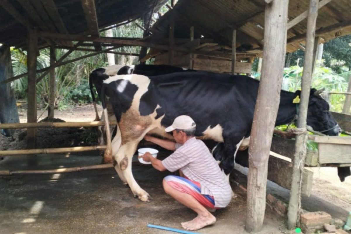 Distan Kobar Sebut Peluang Usaha Sapi Perah Sangat Menjanjikan Antara News Kalimantan Tengah 3356