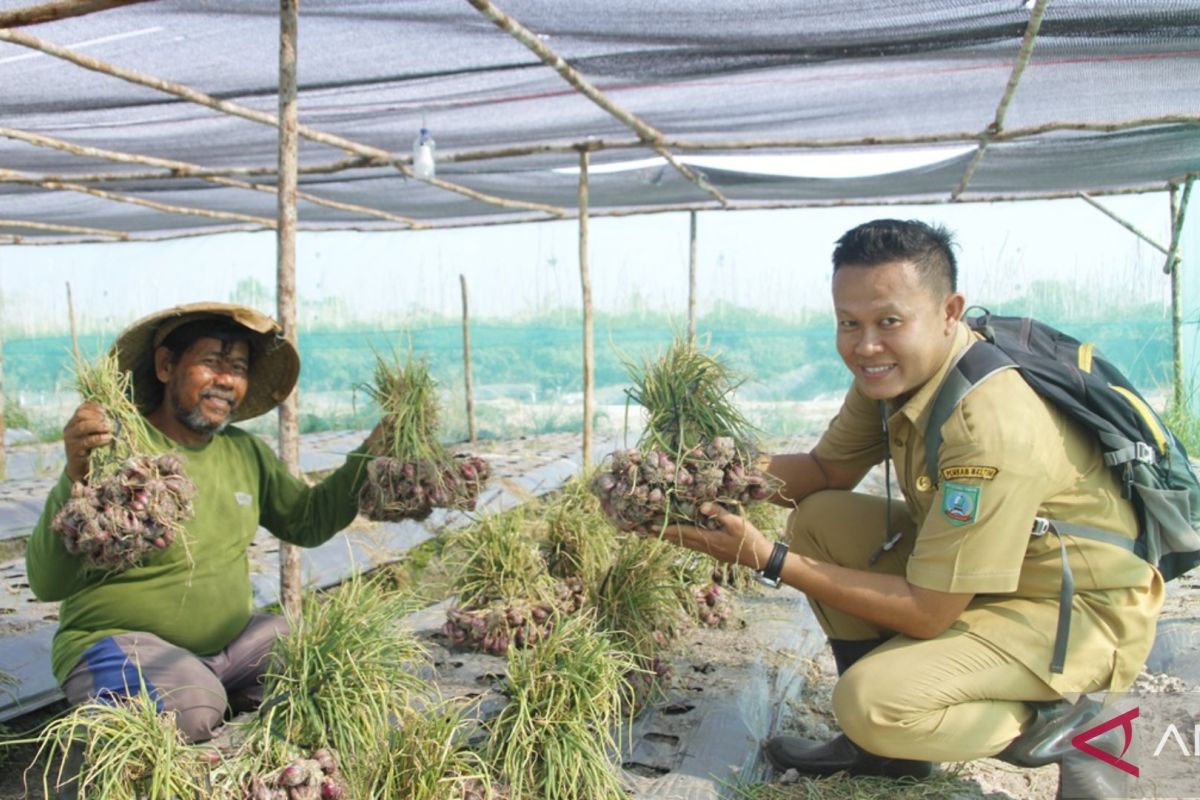 Belitung Timur dorong petani cabai kembangkan konsep 