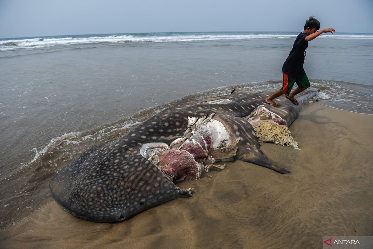 Dinas Perikanan Lebak sosialisasi perlindungan mamalia laut ke nelayan