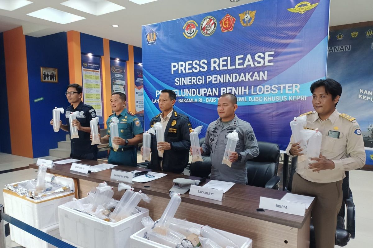 Bakamla Gagalkan Penyelundupan Benur Lobster Senilai Rp19 Miliar Antara News Kepulauan Riau 