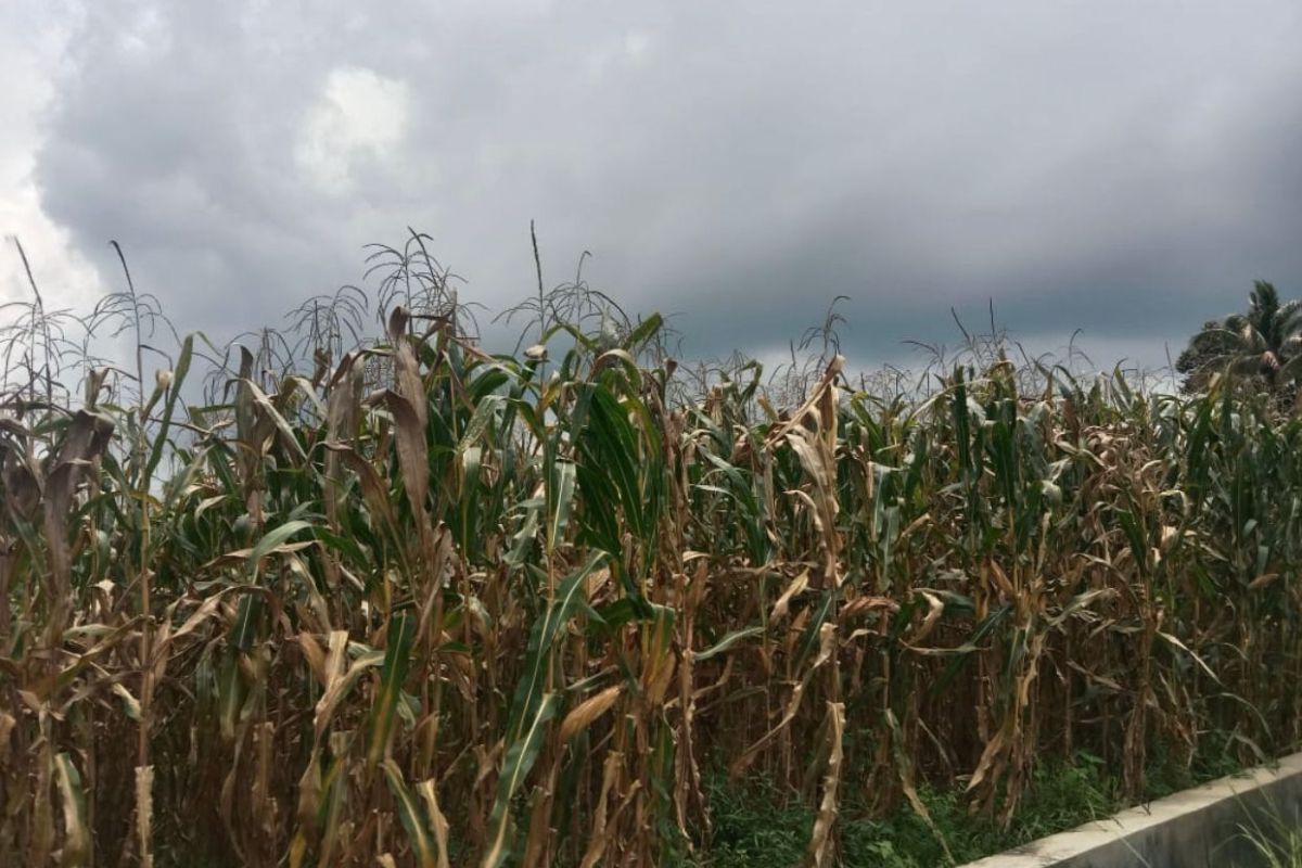 Produksi jagung di Agam capai 99.706,5 ton selama 2023