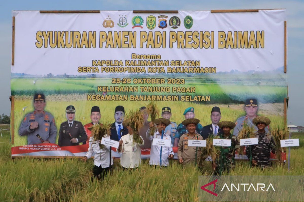 Petani Banjarmasin sukses panen padi pertanian presisi