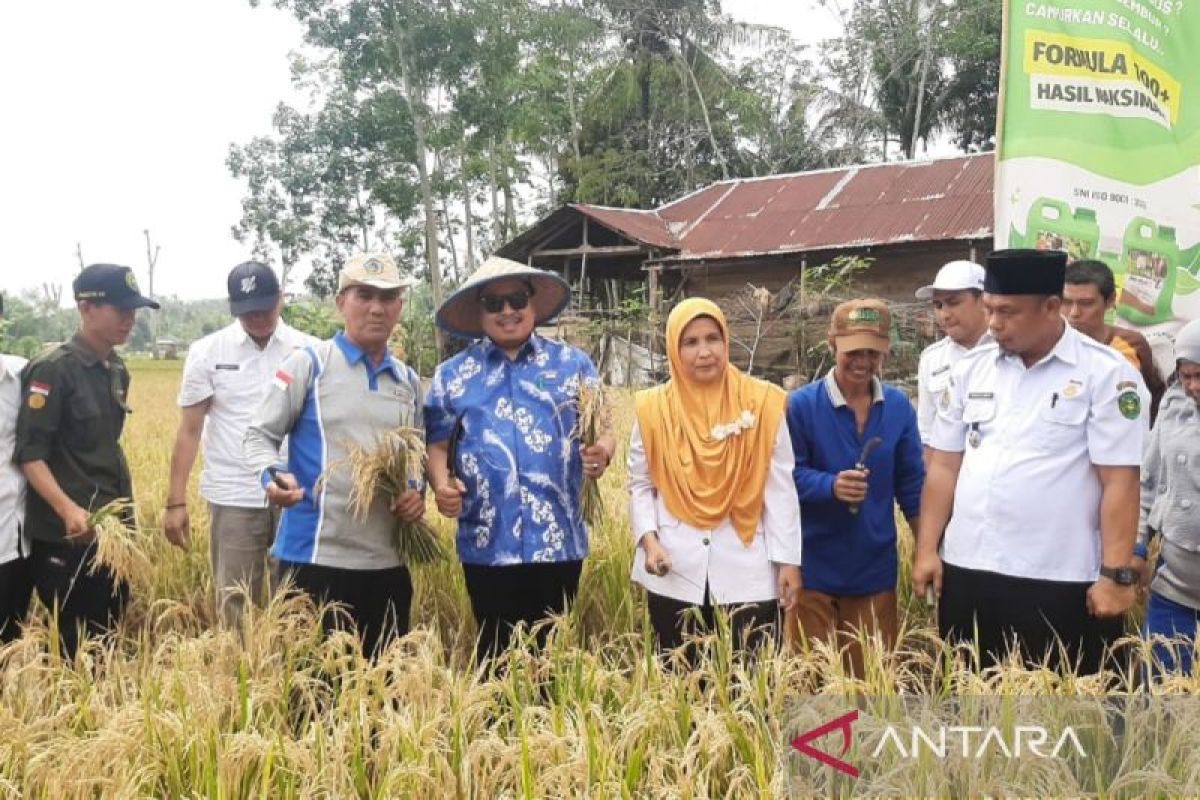 Pemkot Bengkulu berencana salurkan bantuan bibit padi