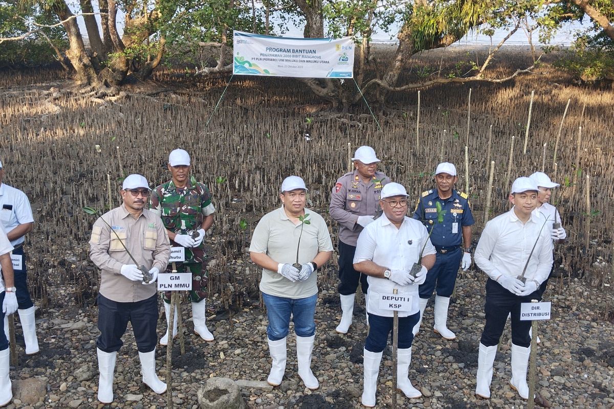 PLN Maluku-Maluku Utara tanam 2.000 mangrove di Negeri Waai jaga ekosistem pantai